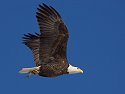 Bald Eagle with a fish along the Mississippi River, 2005.