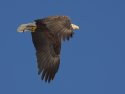 Bald Eagle along the Mississippi River, 2005.
