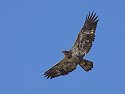Juvenile Bald Eagle along the Mississippi River, 2005.