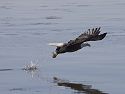 Bald Eagle fishing in the Mississippi River, 2005.