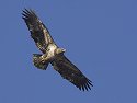 Bald Eagle along the Mississippi River, 2005.