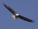Bald Eagle along the Mississippi River, 2005.