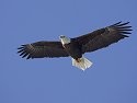 Bald Eagle along the Mississippi River, 2005.