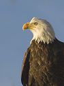 Crop of previous photo [1151], Bald Eagle along the Mississippi River, 2005.