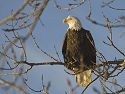 Bald Eagle along the Mississippi River, 2005.