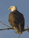 Bald Eagle along the Mississippi River, 2005.  Some of the background clutter evident in the next photo has been removed.