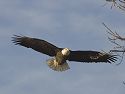Bald Eagle along the Mississippi River, 2005.