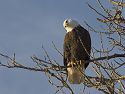 Bald Eagle along the Mississippi River, 2005.