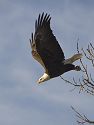 Bald Eagle along the Mississippi River, 2005.