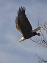 Bald Eagle along the Mississippi River, 2005.