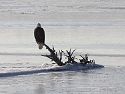 Bald Eagle on the frozen Mississippi River, 2005.