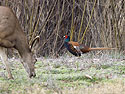 Pheasant, Bosque del Apache, March 2005.