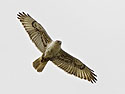 Hawk, perhaps a Southwestern red tail, Bosque del Apache, March 2005.