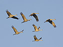 A formation of sandhill cranes, Bosque del Apache, March 2005.