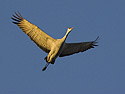 Sandhill crane flies at dawk, Bosque del Apache, March 2005.