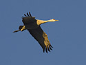 Sandhill crane, Bosque del Apache.