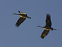 Sandhill cranes at dawn, Bosque del Apache, March 2005.