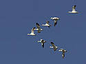 Snow geese, Bosque del Apache, March 2005.