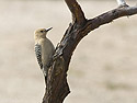 Gila Woodpecker, I-10 rest stop south of Phoenix, March 2005.