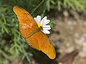Butterfly, Desert Botanical Garden, Phoenix.