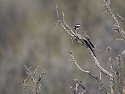 Black-throated sparrow, Mojave Preserve, California.