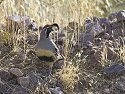 Quail, Death Valley.