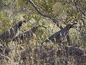 Quail, Death Valley.