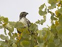 Red-tailed hawk, Bosque del Apache NWR.