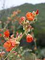 Wildflowers near Phoenix.