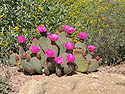 Desert Botanical Garden, Phoenix, March 2005.