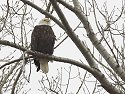 Bald Eagle, Squaw Creek NWR, Missouri, December 2005.