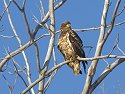 Juvenile Bald Eagle, Squaw Creek NWR, Missouri, December 2005.