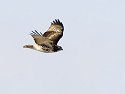 Red-tailed Hawk, Squaw Creek NWR, Missouri.