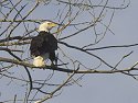 Bald Eagle, Squaw Creek NWR, Missouri, December 2005.