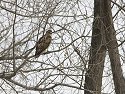 Red-tailed Hawk, Squaw Creek NWR, Missouri, December 2005.