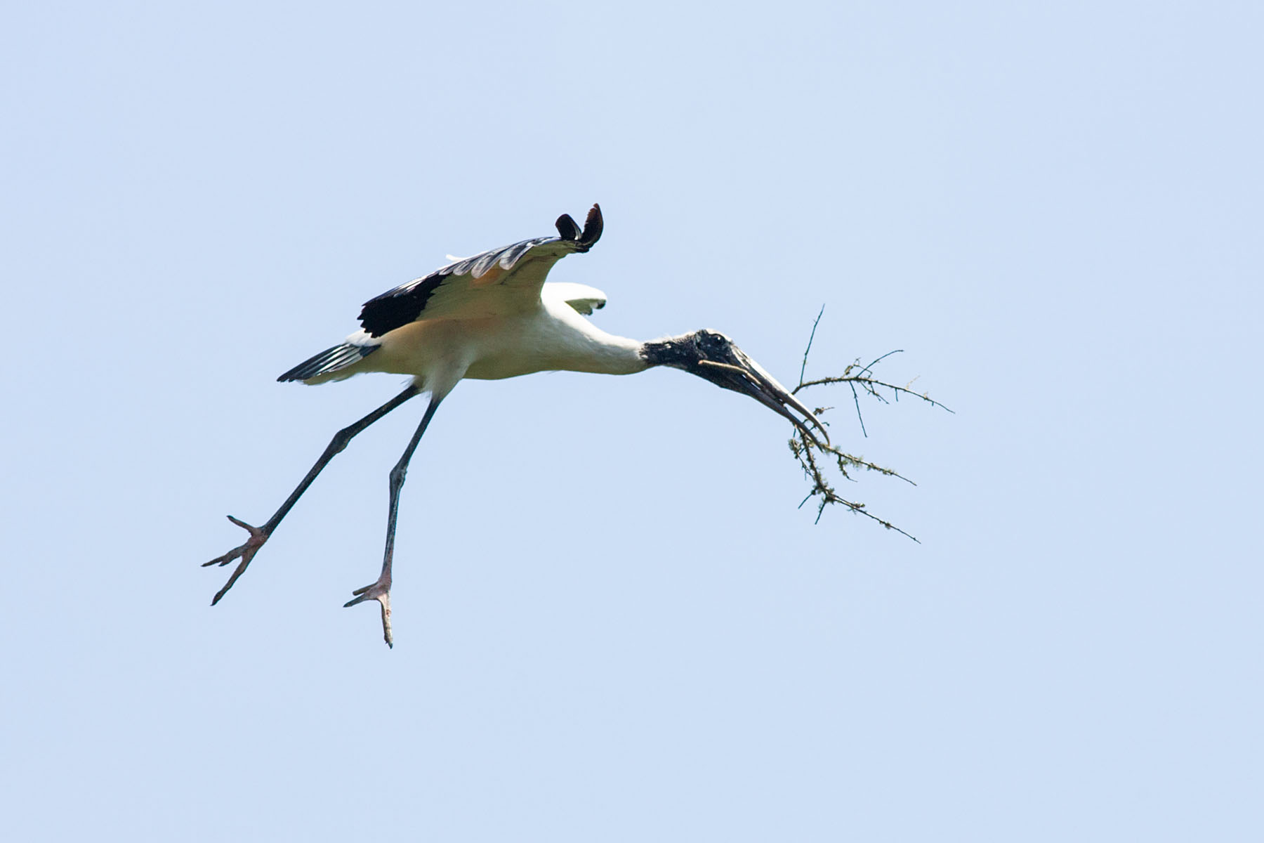 Wood Stork carrying nesting material, St. Augustine Alligator Farm.  Click for next photo.
