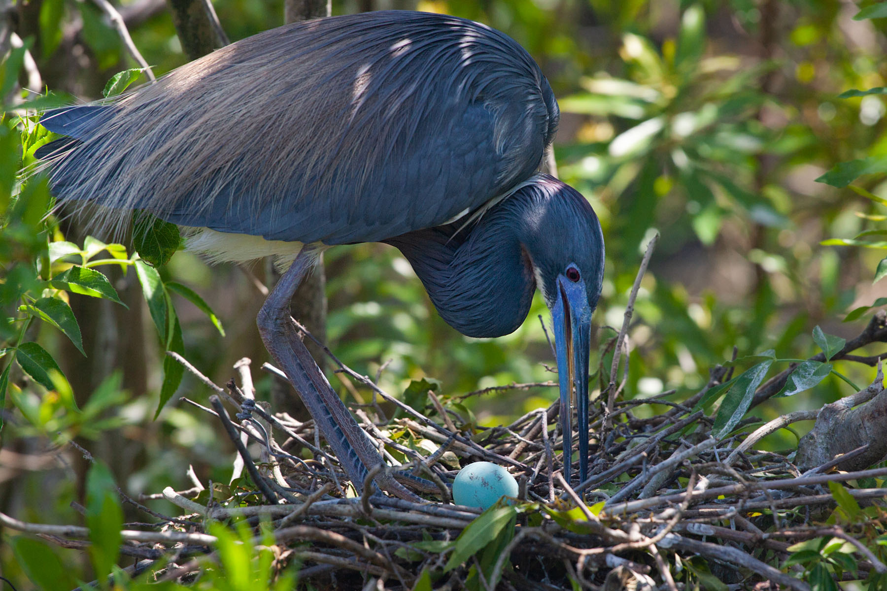Heron and egg, St. Augustine Alligator Farm.  Click for next photo.
