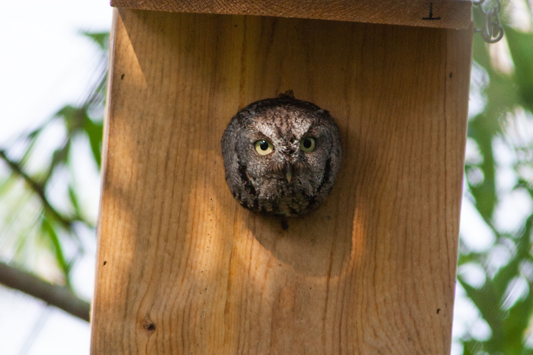 Screech owl in a nest box, Merritt Island NWR, Florida.  Click for next photo.