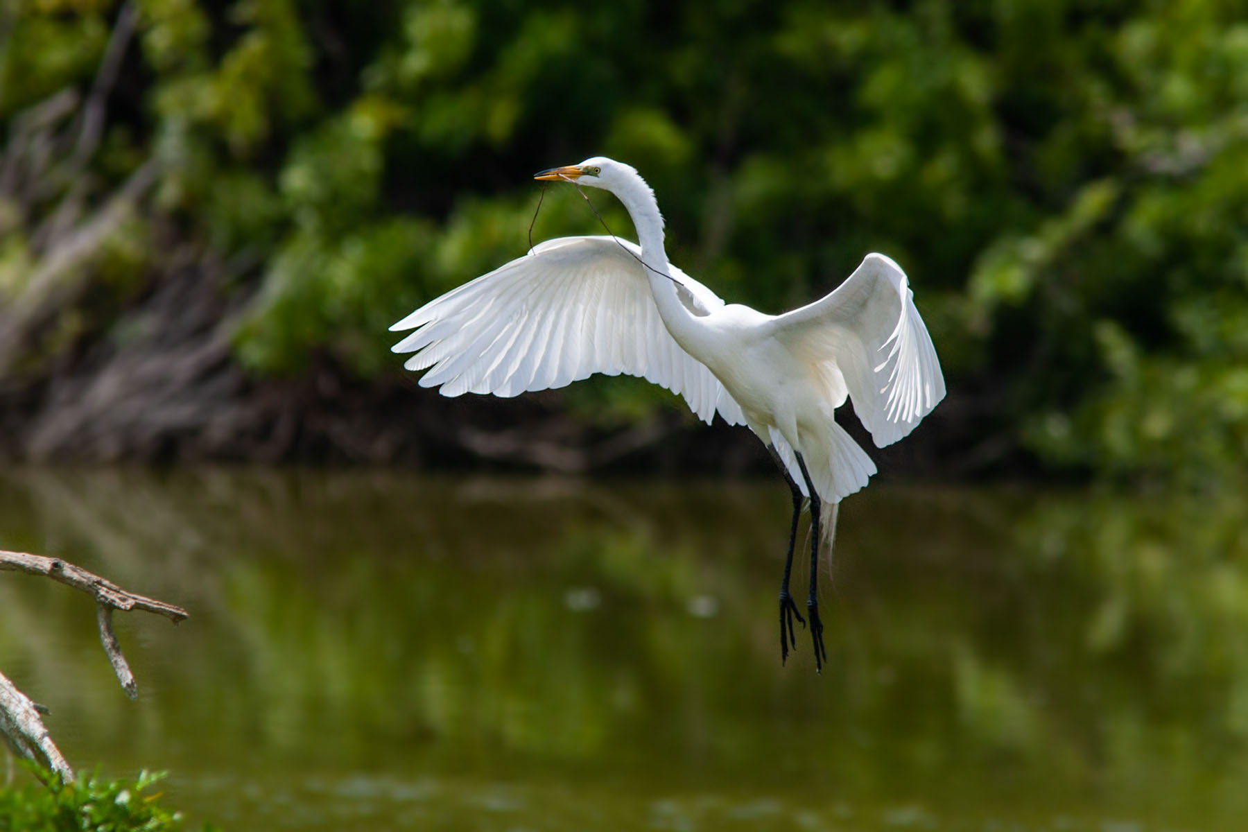Egret coming back to the rookery, Venice, Florida.  Click for next photo.