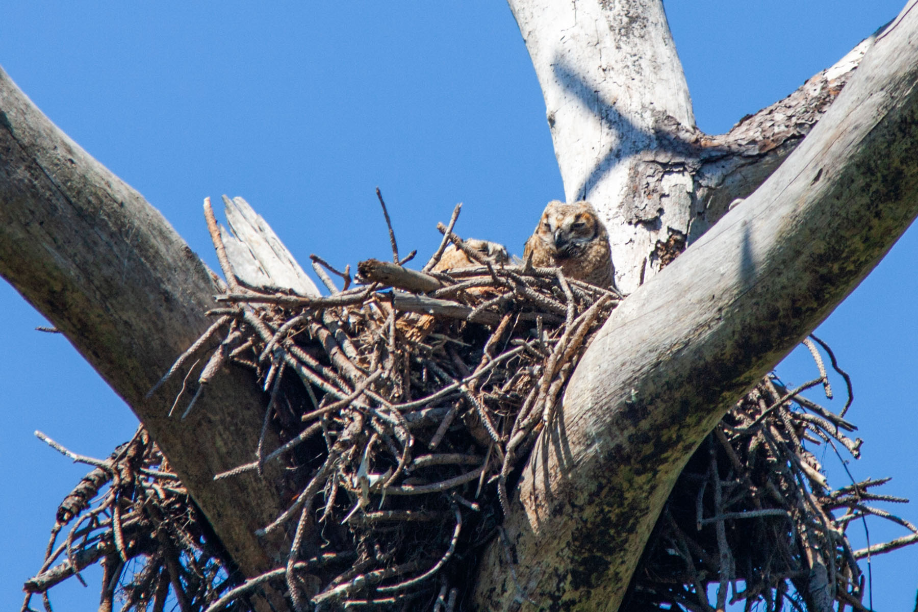 Great Horned Owl chicks (yes there are two) in an old osprey nest, Honeymoon Island, Florida.  Click for next photo.