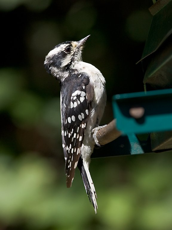 Downey woodpecker at backyard bird feeder  Click for next photo.