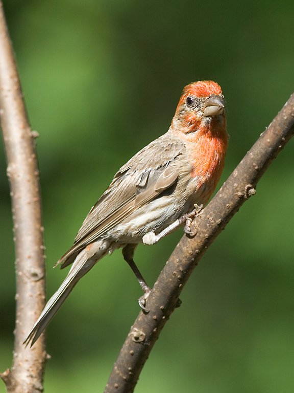 House finch.  Click for next photo.