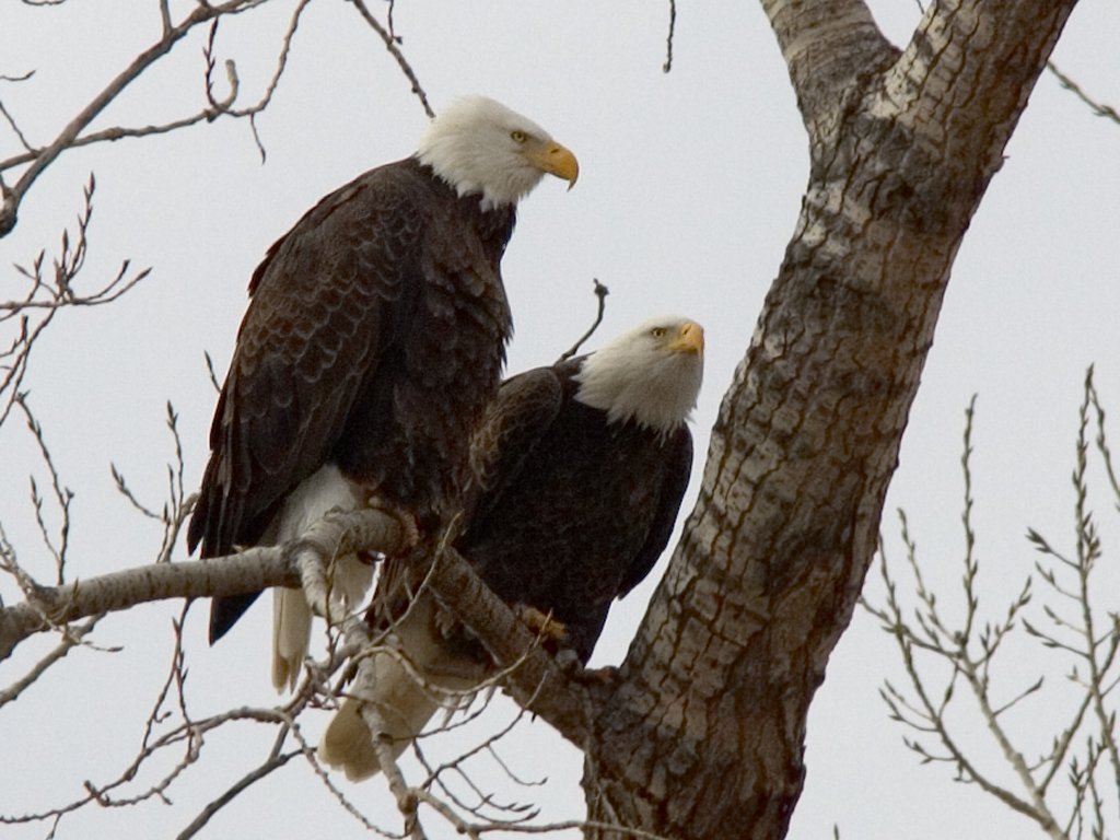 Bald eagles (residents, mates?), Squaw Creek National Wildlife Refuge, Missouri, December 2006. Taken with DSLR and 420mm lens.  Compare to next image, which was digiscoped.  Click for next photo.
