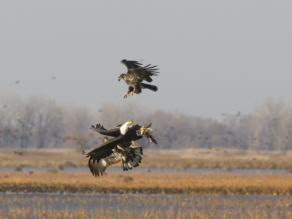 Two juvenile bald eagles try to steal food from an adult eagle, Squaw Creek National Wildlife Refuge, Missouri.  Click for next photo.