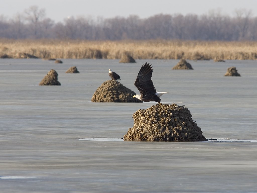 A bald eagle takes off from a muskrat lodge, Squaw Creek National Wildlife Refuge, Missouri.  Click for next photo.