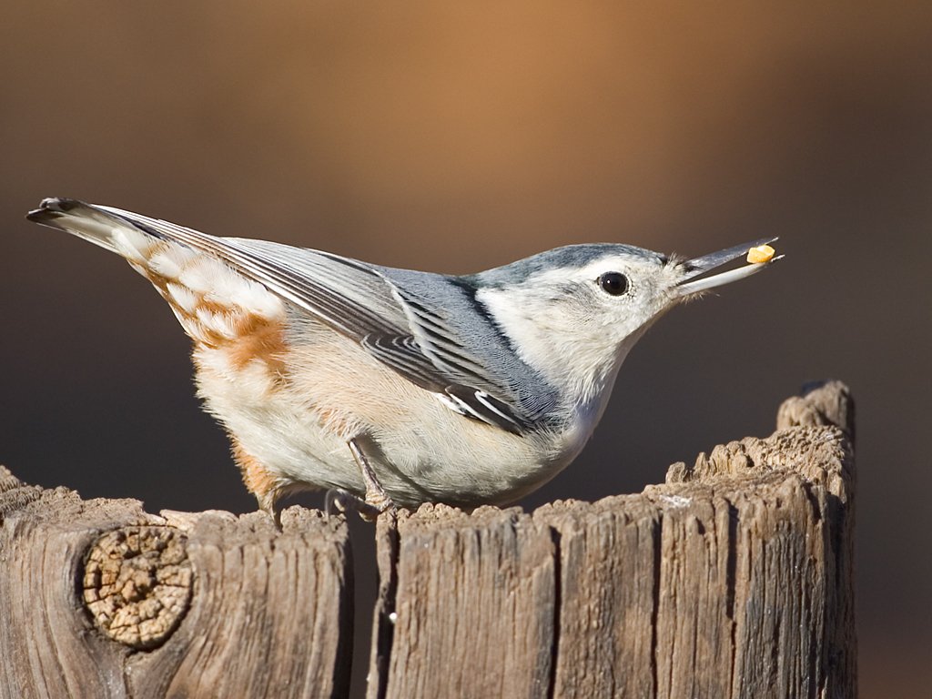 Nuthatch.  Click for next photo.