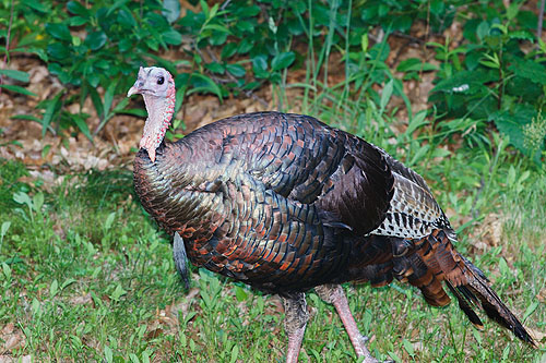 Turkey in yard.