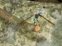 Dragonfly, Stony Brook Audubon Refuge with Canon G6 camera, 2006.