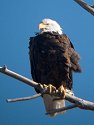 Bald eagle, digiscoped, Squaw Creek National Wildlife Refuge, Missouri, December 2006.