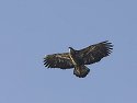 Bald Eagle along the Mississippi River, 2006.